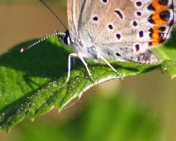 Due passi nel parco del ticino....